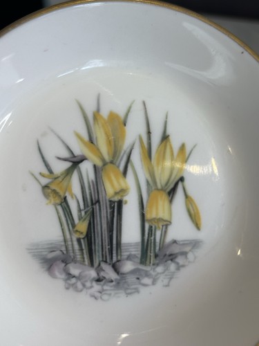 Royal worcester fine bone - fine,